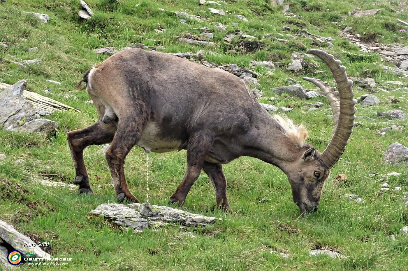 63 Stambecco maschio adulto al pascolo alla Bocchetta Paradiso.JPG